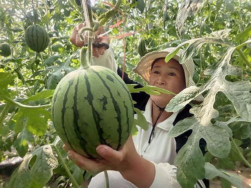 陕西小吊瓜今日价格,价格行情一览”