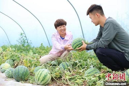山西麒麟瓜今日行情,丰收喜人，价格稳中有升