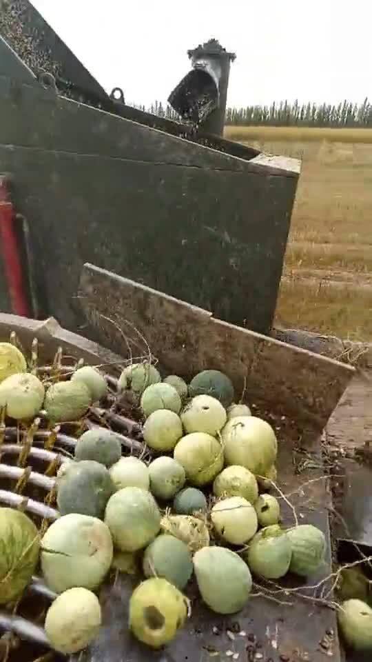 什么瓜带黑籽儿吃最好吃,黑籽儿瓜的食用秘籍