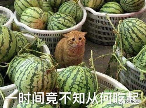 吃瓜爆料黑,吃瓜爆料背后的黑幕与真相
