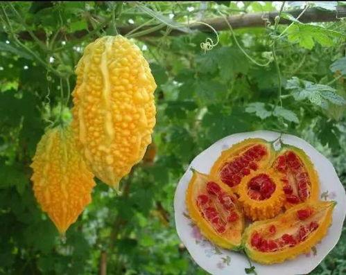 黑籽的水果瓜可以吃吗视频,可食用之谜