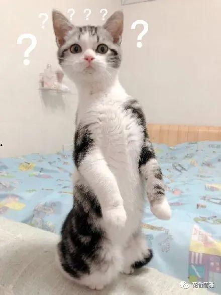 猫咪可以吃黑瓜吗