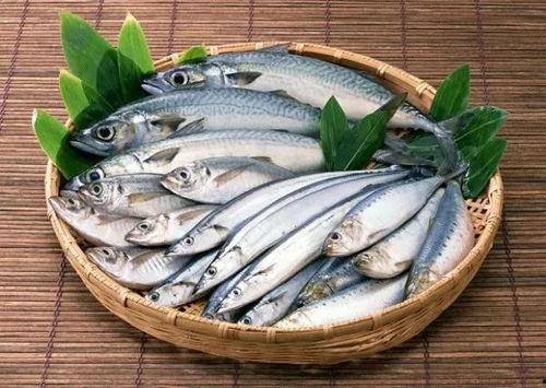 什么鱼吃黑蜜瓜好养活,养殖易上手，食性广泛的理想观赏鱼