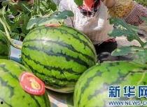 更多网红吃瓜爆料群