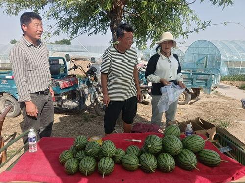 小吊瓜今日价格,涨跌波动一览