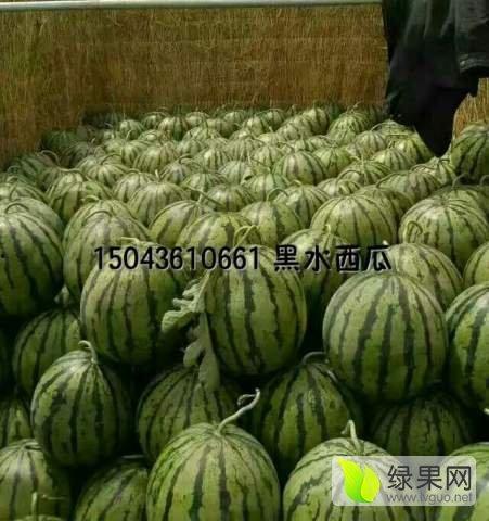 今日小瓜价位行情最新,价格波动解析与市场趋势洞察