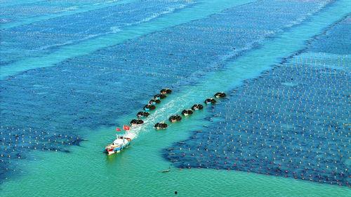 海洋网纹瓜荣成今日价格,今日荣成海洋网纹瓜价格行情解析