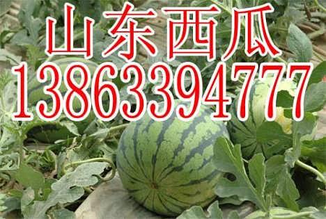 吊瓜批发今日价格,今日吊瓜批发价格行情一览