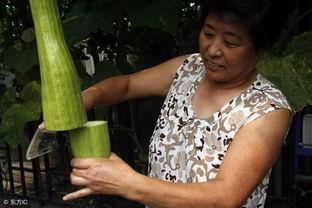 会长吃瓜 爆料,揭秘娱乐圈不为人知的幕后故事