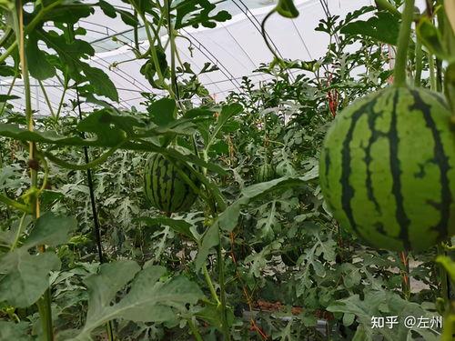 超市小吊瓜今日价格表,实惠之选，新鲜上市