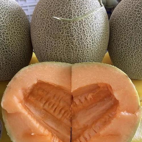 哈密瓜批发价今日价格行情