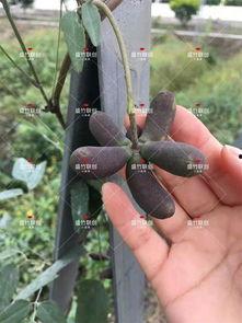 今日八月瓜批发价格,市场供需动态解析”