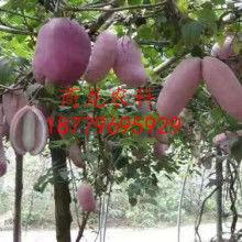 今日八月瓜批发价格,市场供需动态解析”