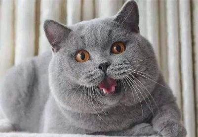 蓝猫可以吃黑瓜吗有毒吗