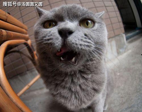 蓝猫可以吃黑瓜吗有毒吗