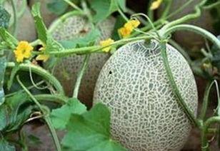 山东今日哈密瓜价格,新鲜上市，实惠之选