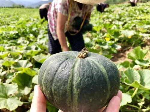 南瓜视频,探索奇妙世界，尽享视听盛宴