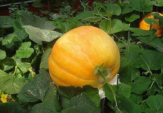 南瓜视频,探索奇妙世界，尽享视听盛宴