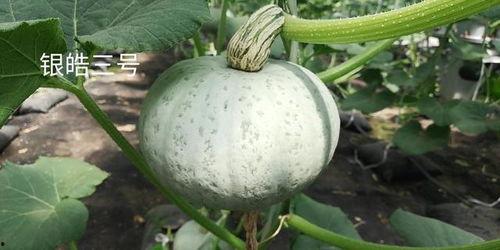 南瓜视频,探索奇妙世界，尽享视听盛宴