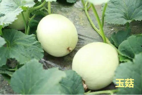 今日玉菇瓜零售价格表,新鲜上市，价格亲民