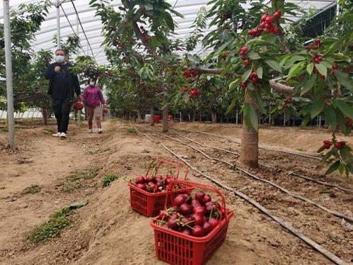 樱桃视频,带你领略短视频的魅力与精彩