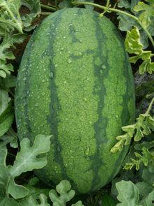 今日河北绿宝瓜价格,品质瓜果受市场青睐”