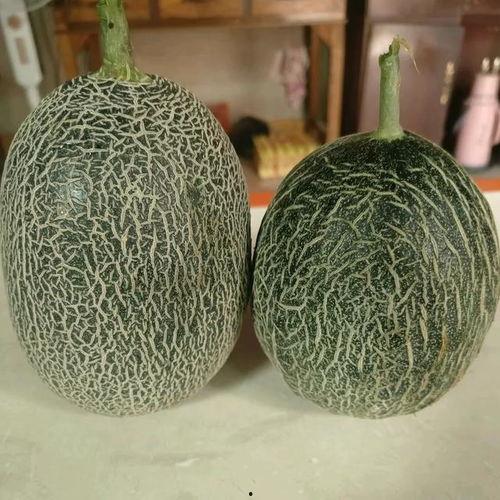 七夕今日哈密瓜价格行情,哈密瓜价格行情一览