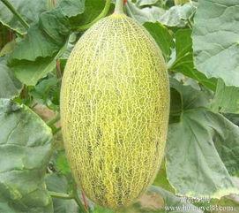 杭州哈密瓜今日价格行情,价格行情一览