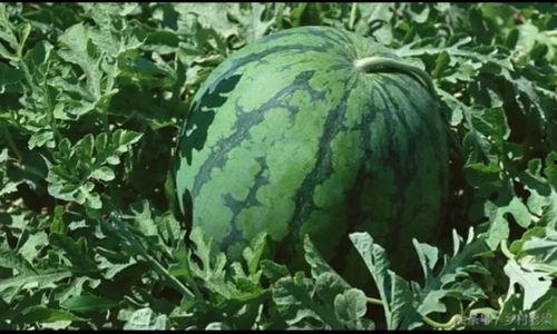 今日有啥瓜,揭秘娱乐圈最新“瓜”事