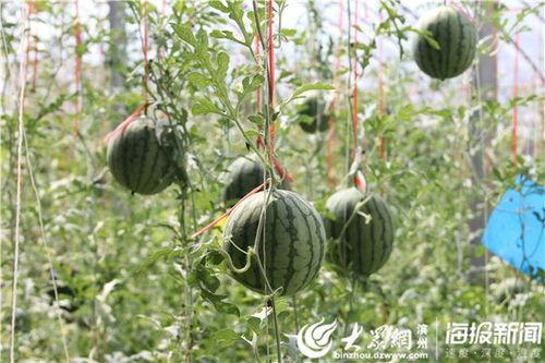 砀山最新吃瓜爆料视频曝光,视频曝光惊人内幕