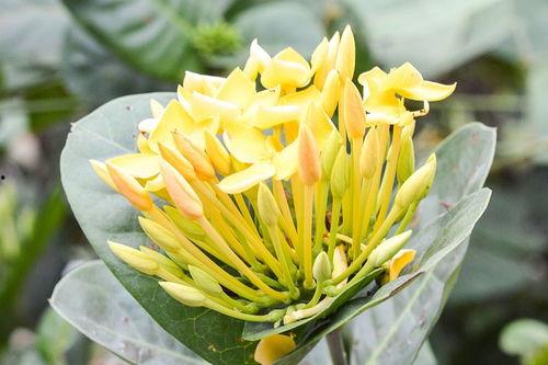 佛手瓜菜今日价格,今日佛手瓜菜价格行情一览