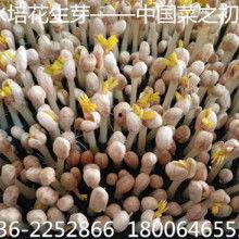 佛手瓜菜今日价格,今日佛手瓜菜价格行情一览