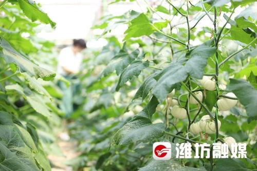 潍坊今日吃瓜最新消息,揭秘今日热点事件背后的真相