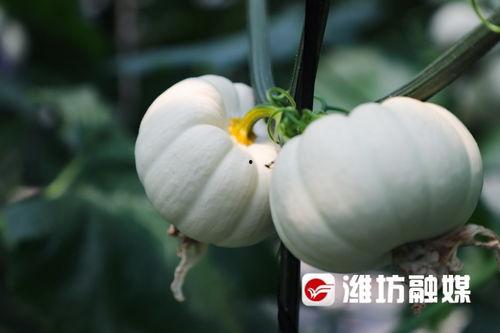 潍坊今日吃瓜最新消息,揭秘今日热点事件背后的真相