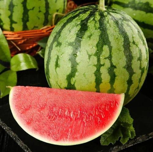 麒麟美都二茬瓜今日价格,丰收季里的甜蜜诱惑