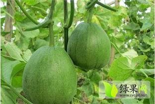 青龙脆瓜今日报价,新鲜上市，品质保证，尽享夏日清凉！”