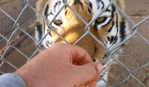 四虎免费视频,带你领略影视盛宴