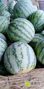 今日8424瓜价,市场动态一览