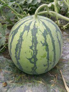 今日8424瓜价,市场动态一览