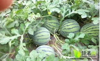 今日8424瓜价,市场动态一览