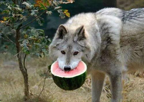 黑贝吃瓜,揭秘娱乐圈幕后故事