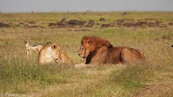 黑贝吃瓜,揭秘娱乐圈幕后故事