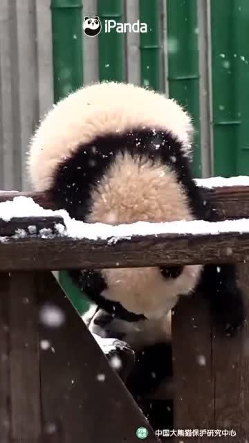 吃瓜爆料的小熊叫什么,揭秘娱乐圈幕后真相