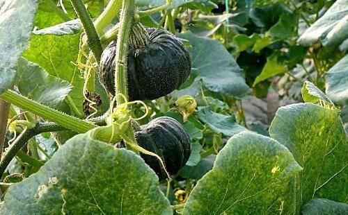 黑瓜吃料是一种植物吗,揭秘其植物身份之谜