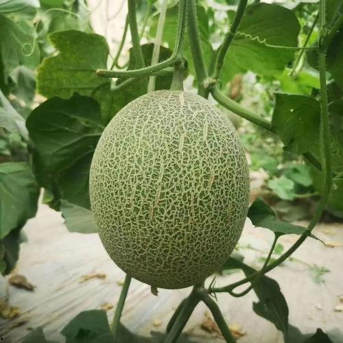 黑瓜吃料是一种植物吗,揭秘其植物身份之谜