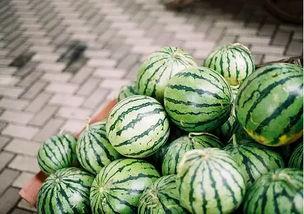 黑瓜吃料是一种植物吗,揭秘其植物身份之谜