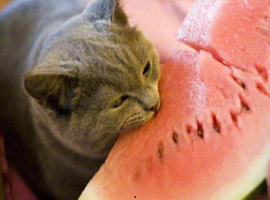 今日买三只瓜的动物