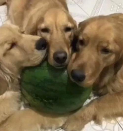 今日买三只瓜的动物