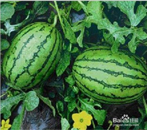 我要吃瓜网黑料吃瓜王,我要吃瓜网黑料背后的真相