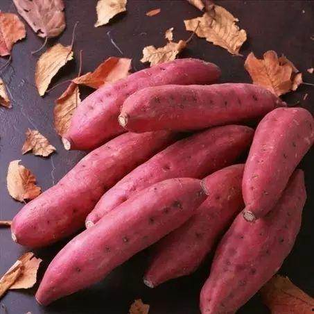 四平地瓜今日价格,实惠之选，品质生活新体验